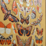 papillons - Silence des agneaux - histoire naturelle - affiche - poster - letterpress - Lyon - Super Marché noir